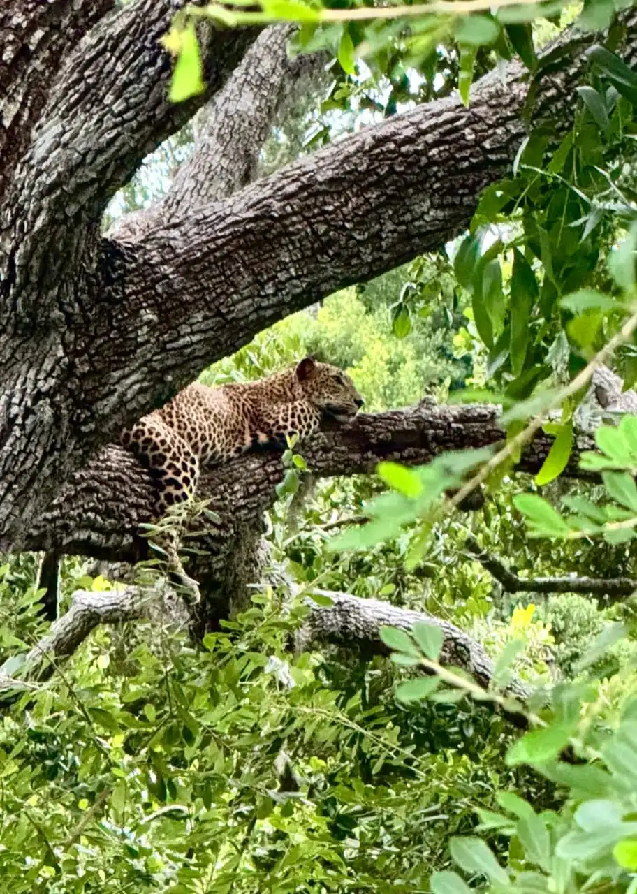 Yala National Park Reopening 2026: Plan a Safari from 16 October